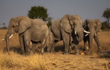 Seba - Elephant meeting Seba - Elephant meeting
